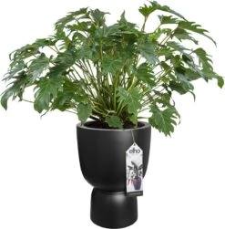 Elho Pure Coupe 41 - Bloempot Voor Binnen & Buiten - Ø 41.3 X H 57.9 Cm - Zwart/Zwart 26 Elho Pure Coupe 41 - Bloempot Voor Binnen & Buiten - Ø 41.3 X H 57.9 Cm - Zwart/Zwart -Beroemde Tuinonderhouds Winkel 1181x1200 1