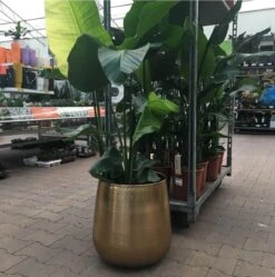 Gina Da Bloempot Karakter Goud - XL 7 Gina Da Bloempot Karakter Goud - XL -Beroemde Tuinonderhouds Winkel 1191x1200 1