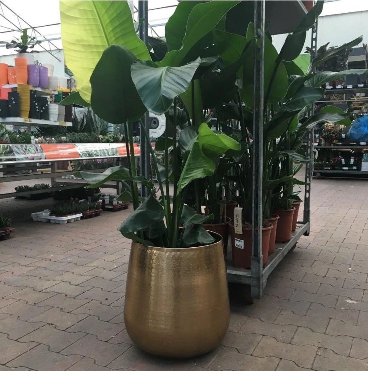 Gina Da Bloempot Karakter Goud - XL 3 Gina Da Bloempot Karakter Goud - XL - Afbeelding 3