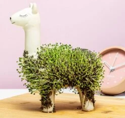 Gift Republic Lama Bloempot Met Zaadjes -Beroemde Tuinonderhouds Winkel 1200x1137