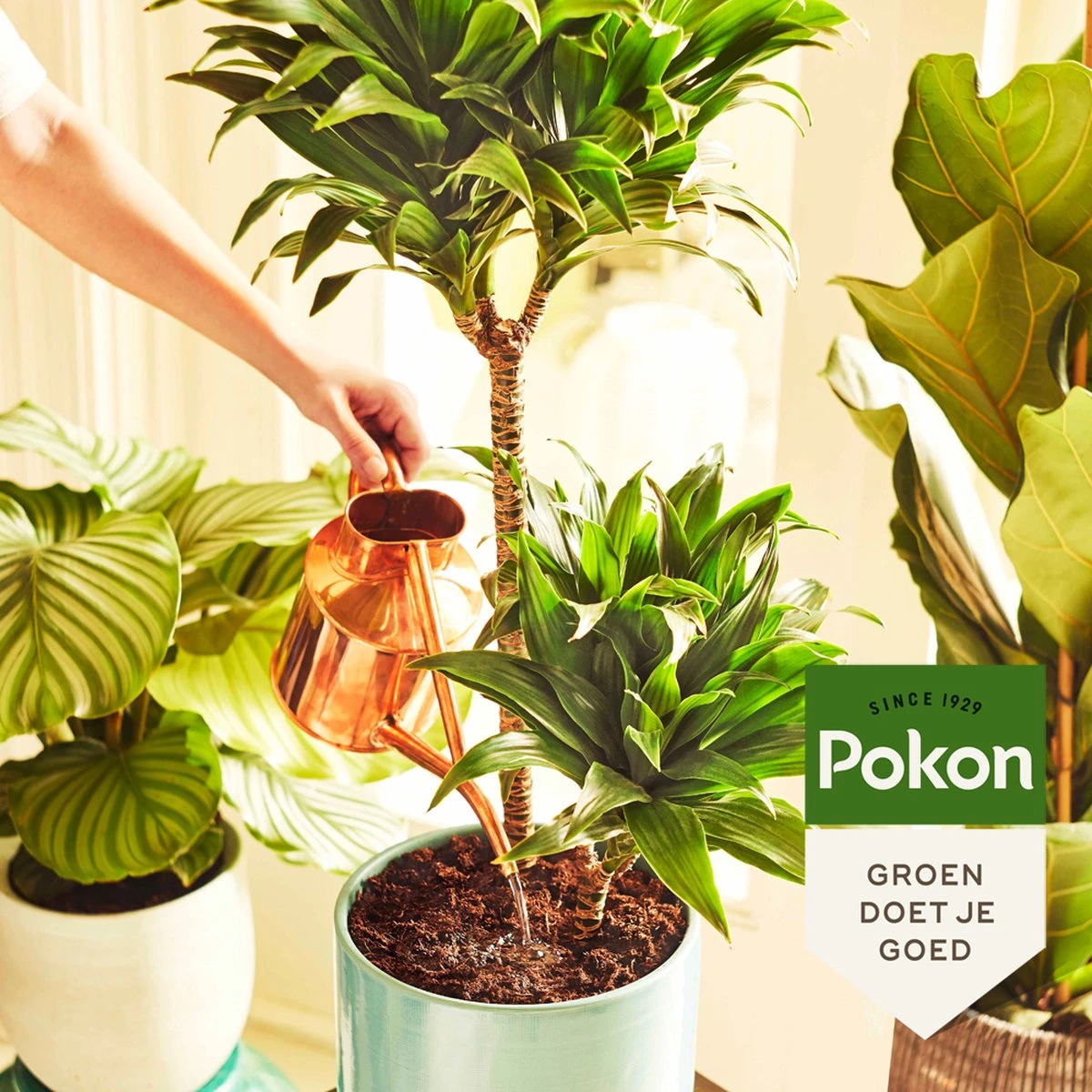 Pokon Groene Planten Voedingsstaafjes - 24st - Plantenvoeding - Meststofstaafjes 4 Pokon Groene Planten Voedingsstaafjes - 24st - Plantenvoeding - Meststofstaafjes - Afbeelding 4