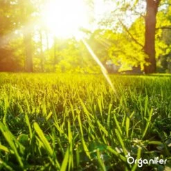 Gazonmest All-In-One (20Kg - Voor 400m2) Voor Een Diepgroen Sterk Gazon Zonder Mos En Onkruid - Complete Meststof Met Kalk En Grasversterker - Organifer -Beroemde Tuinonderhouds Winkel 1200x1200 345