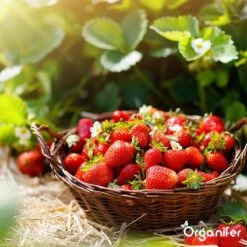 Lavagruis Uit Eifel Oergesteente (20Kg Voor 200m2) Grof Lavameel 0-2mm - Organifer 17 Lavagruis Uit Eifel Oergesteente (20Kg Voor 200m2) Grof Lavameel 0-2mm - Organifer -Beroemde Tuinonderhouds Winkel 1200x1200 348