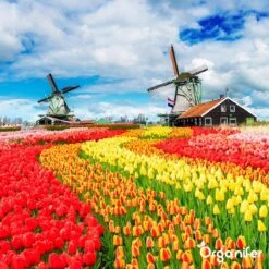 Lavagruis Uit Eifel Oergesteente (20Kg Voor 200m2) Grof Lavameel 0-2mm - Organifer 18 Lavagruis Uit Eifel Oergesteente (20Kg Voor 200m2) Grof Lavameel 0-2mm - Organifer -Beroemde Tuinonderhouds Winkel 1200x1200 349