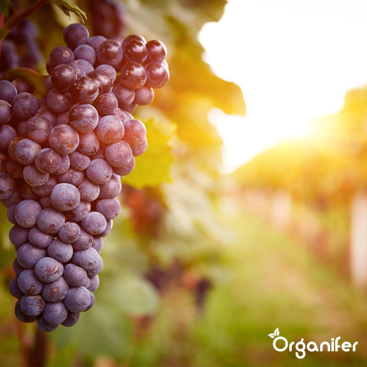 Lavagruis Uit Eifel Oergesteente (20Kg Voor 200m2) Grof Lavameel 0-2mm - Organifer 5 Lavagruis Uit Eifel Oergesteente (20Kg Voor 200m2) Grof Lavameel 0-2mm - Organifer - Afbeelding 5