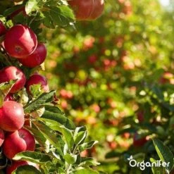 Lavagruis Uit Eifel Oergesteente (20Kg Voor 200m2) Grof Lavameel 0-2mm - Organifer 24 Lavagruis Uit Eifel Oergesteente (20Kg Voor 200m2) Grof Lavameel 0-2mm - Organifer -Beroemde Tuinonderhouds Winkel 1200x1200 355