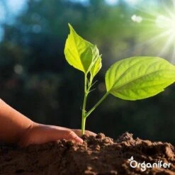 Lavagruis Uit Eifel Oergesteente (20Kg Voor 200m2) Grof Lavameel 0-2mm - Organifer 25 Lavagruis Uit Eifel Oergesteente (20Kg Voor 200m2) Grof Lavameel 0-2mm - Organifer -Beroemde Tuinonderhouds Winkel 1200x1200 356