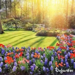 Lavagruis Uit Eifel Oergesteente (20Kg Voor 200m2) Grof Lavameel 0-2mm - Organifer 29 Lavagruis Uit Eifel Oergesteente (20Kg Voor 200m2) Grof Lavameel 0-2mm - Organifer -Beroemde Tuinonderhouds Winkel 1200x1200 360