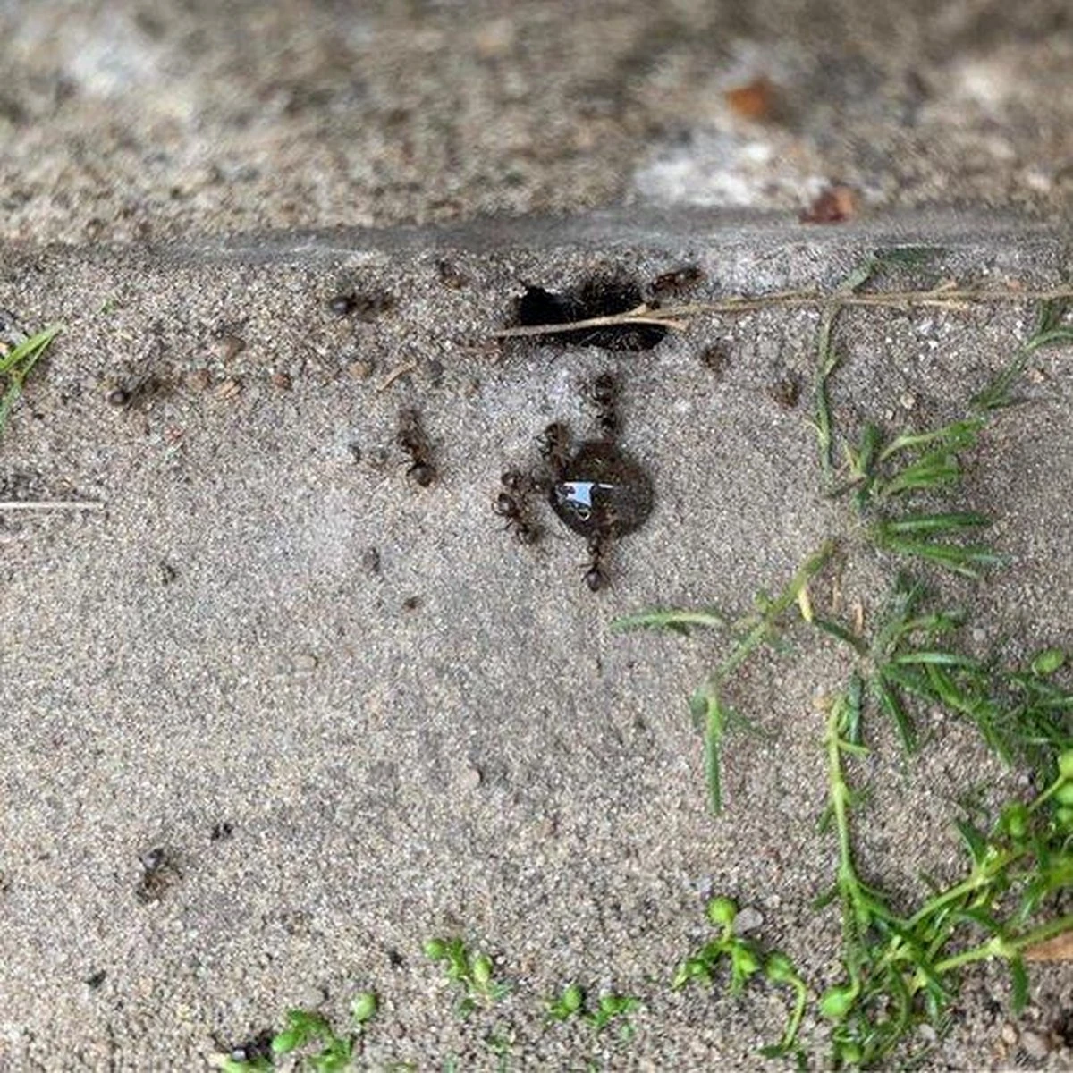 HomeGard Mierengel Gif In Spuittube 10 Gram 2 HomeGard Mierengel Gif In Spuittube 10 Gram - Afbeelding 2