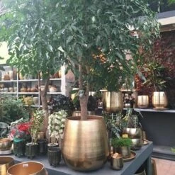 Gina Da Bloempot Karakter Goud - XL 9 Gina Da Bloempot Karakter Goud - XL -Beroemde Tuinonderhouds Winkel 1200x1200 580