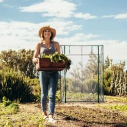 Relaxdays Tomatenkas 170 X 130 X 75 Cm - Folie Tuinkas - Grote Tomaten Kweekkas - Foliekas -Beroemde Tuinonderhouds Winkel 1200x1200 629