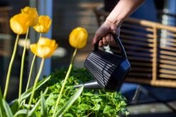 Xala - Gieter Doppio Groove 2L Olijfgrijs -Beroemde Tuinonderhouds Winkel 1200x799 38