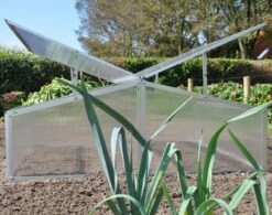 Royal Well Broeikas Silver Thyme -Beroemde Tuinonderhouds Winkel 1200x947