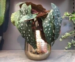 Gina Da Bloempot Karakter Goud - XL 8 Gina Da Bloempot Karakter Goud - XL -Beroemde Tuinonderhouds Winkel 1200x984 1