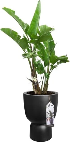 Elho Pure Coupe 41 - Bloempot Voor Binnen & Buiten - Ø 41.3 X H 57.9 Cm - Zwart/Zwart 19 Elho Pure Coupe 41 - Bloempot Voor Binnen & Buiten - Ø 41.3 X H 57.9 Cm - Zwart/Zwart -Beroemde Tuinonderhouds Winkel 595x1200 3