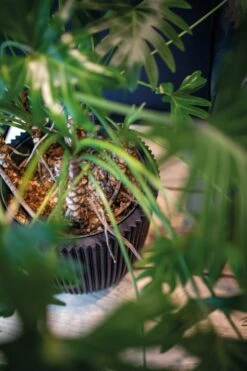 Capi Europe - Vaas Elegant Laag Groove NL - 46x58 - Goud - Voor Binnen En Buiten - KGVGB783 -Beroemde Tuinonderhouds Winkel 799x1200 19