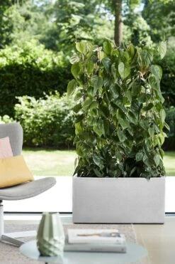 Elho Vivo Structure Finish Lang 90 - Plantenbak Voor Binnen & Buiten - Ø 88 X H 41 - Wit 34 Elho Vivo Structure Finish Lang 90 - Plantenbak Voor Binnen & Buiten - Ø 88 X H 41 - Wit -Beroemde Tuinonderhouds Winkel 800x1200 62