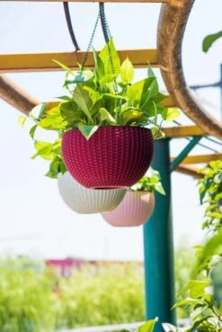 Hangpot Kunststof – Bloempot Hangend – Binnen & Buiten- Plantenhanger –Incl. Afvoerstop – 26 Cm - Zwart -Beroemde Tuinonderhouds Winkel 801x1200 3