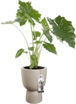 Elho Pure Coupe 35 - Bloempot Voor Binnen & Buiten - Ø 34.9 X H 49.0 Cm - Beige/Balanced Beige -Beroemde Tuinonderhouds Winkel 880x1200 1